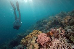 The reef , siladen island Manado Inadonesia by Giulio Arrigucci 